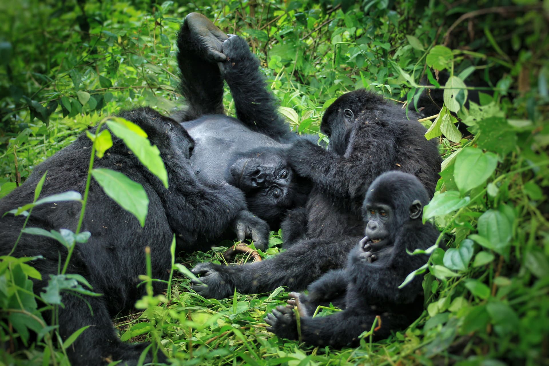 A family of mountain gorillas resting together in the undergrowth of Bwindi