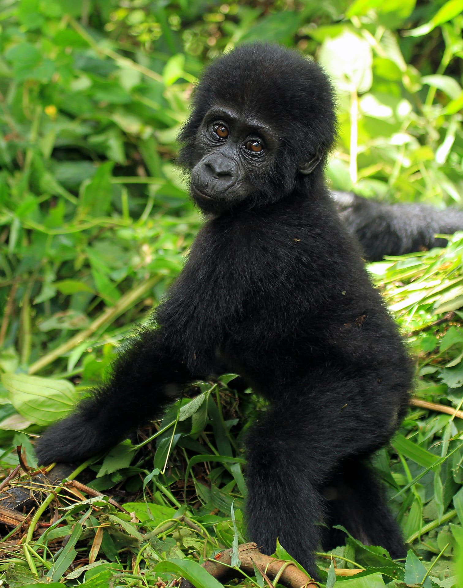 Young mountain gorilla standing in the undergrowth of Bwindi