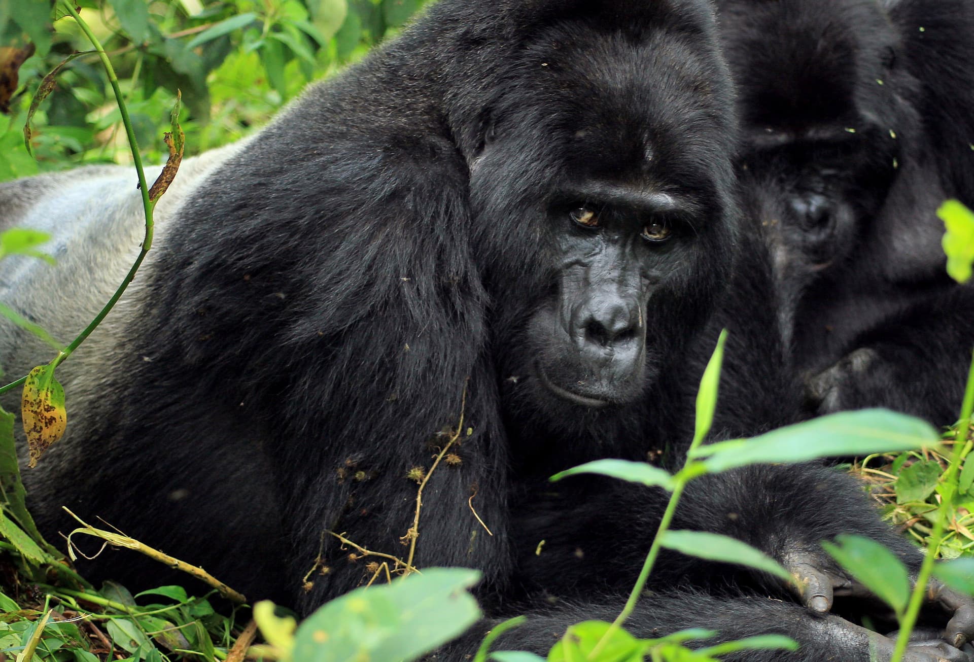 Silverback gorilla resting and watching in Bwindi