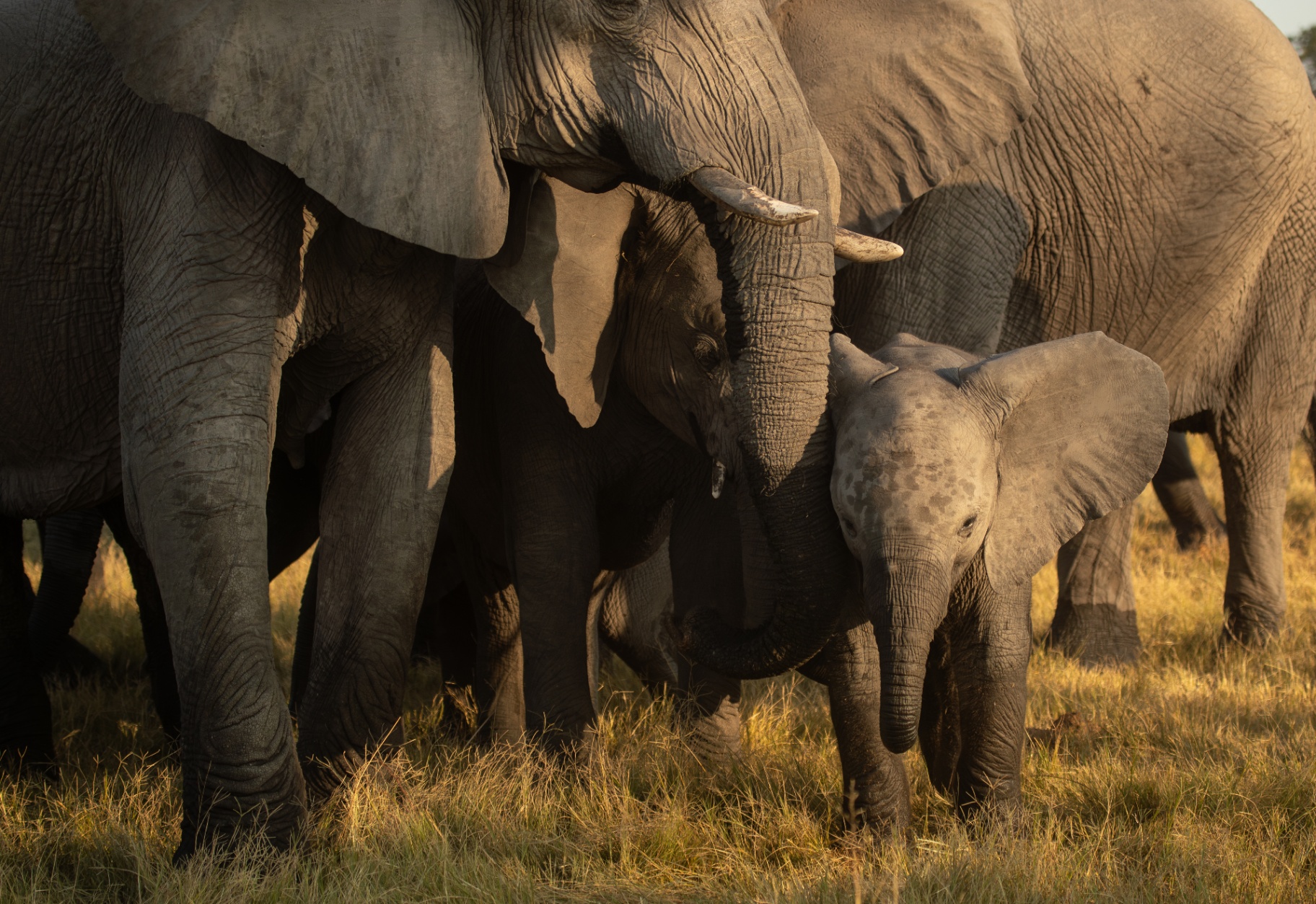 Elephants in the Delta