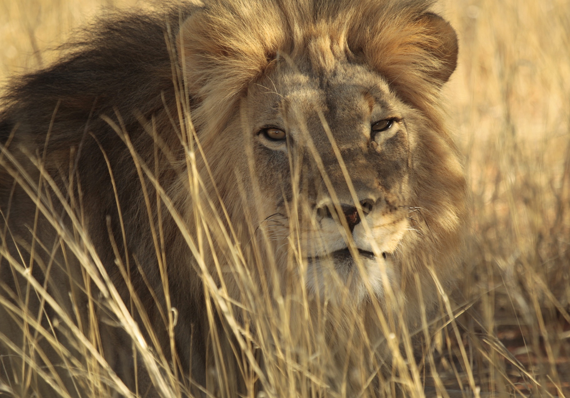 King of the Kalahari