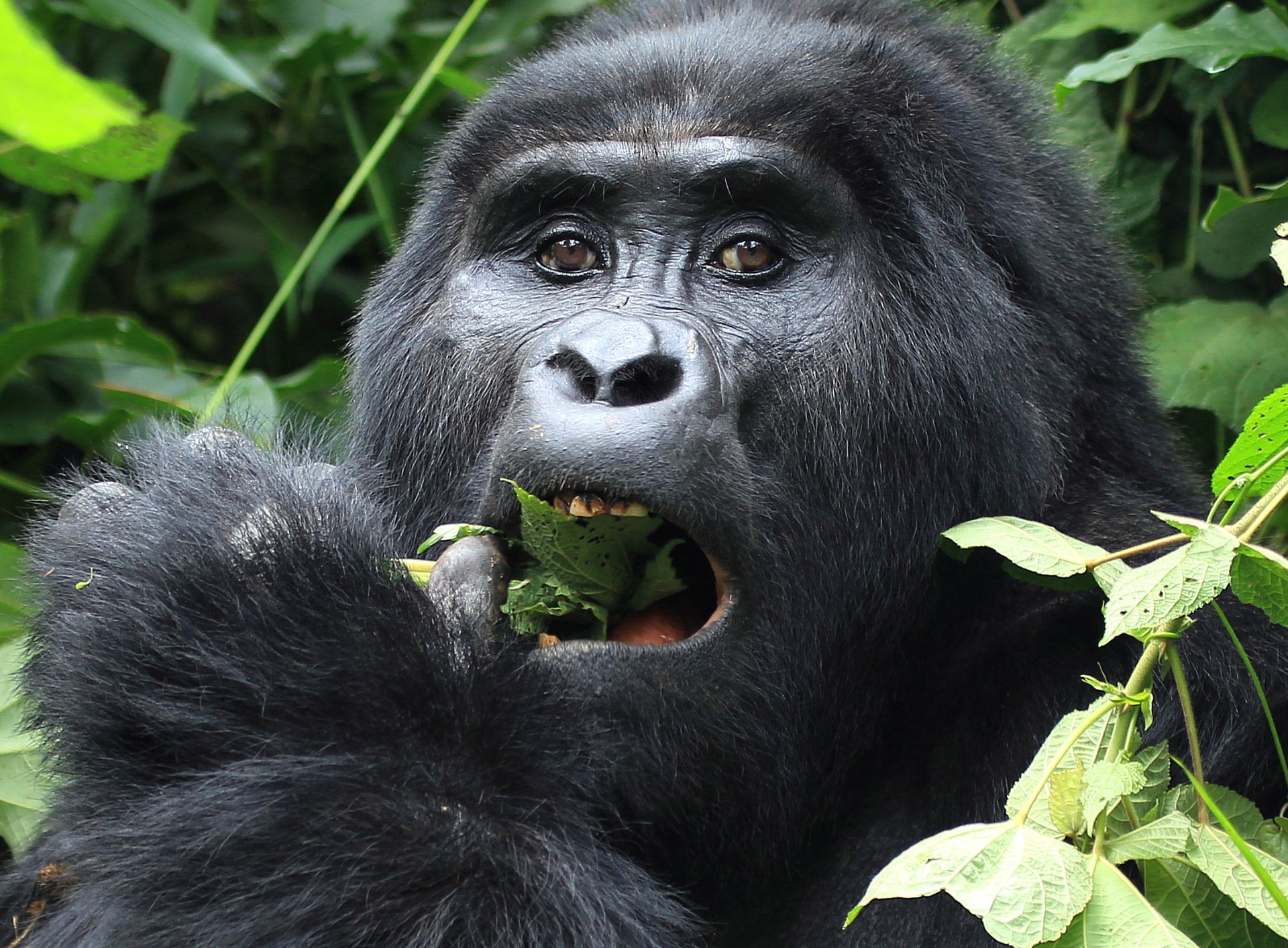 Silverback in the rainforest