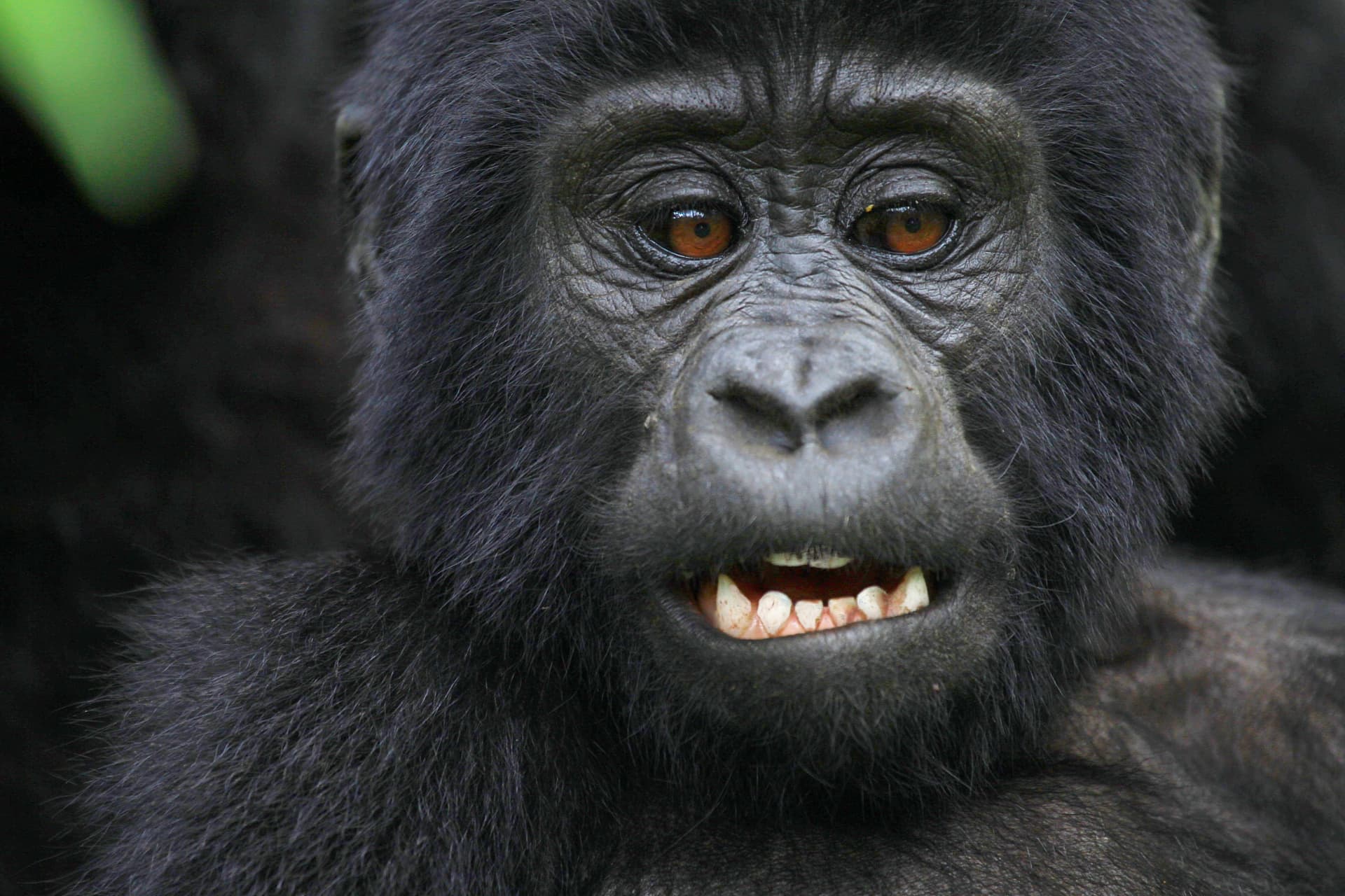 Close portrait of a young mountain gorilla in Bwindi