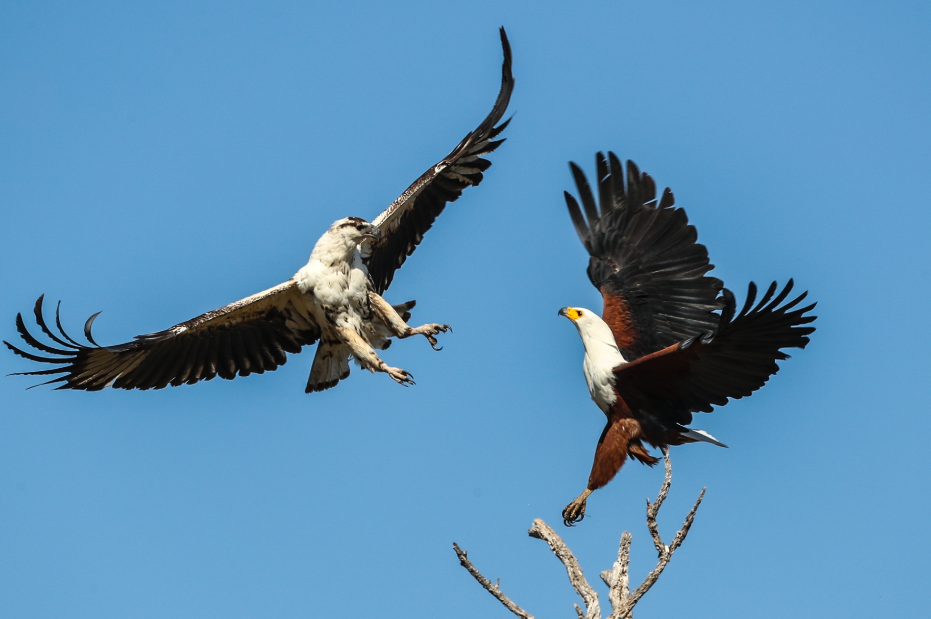 Fish eagles in flight