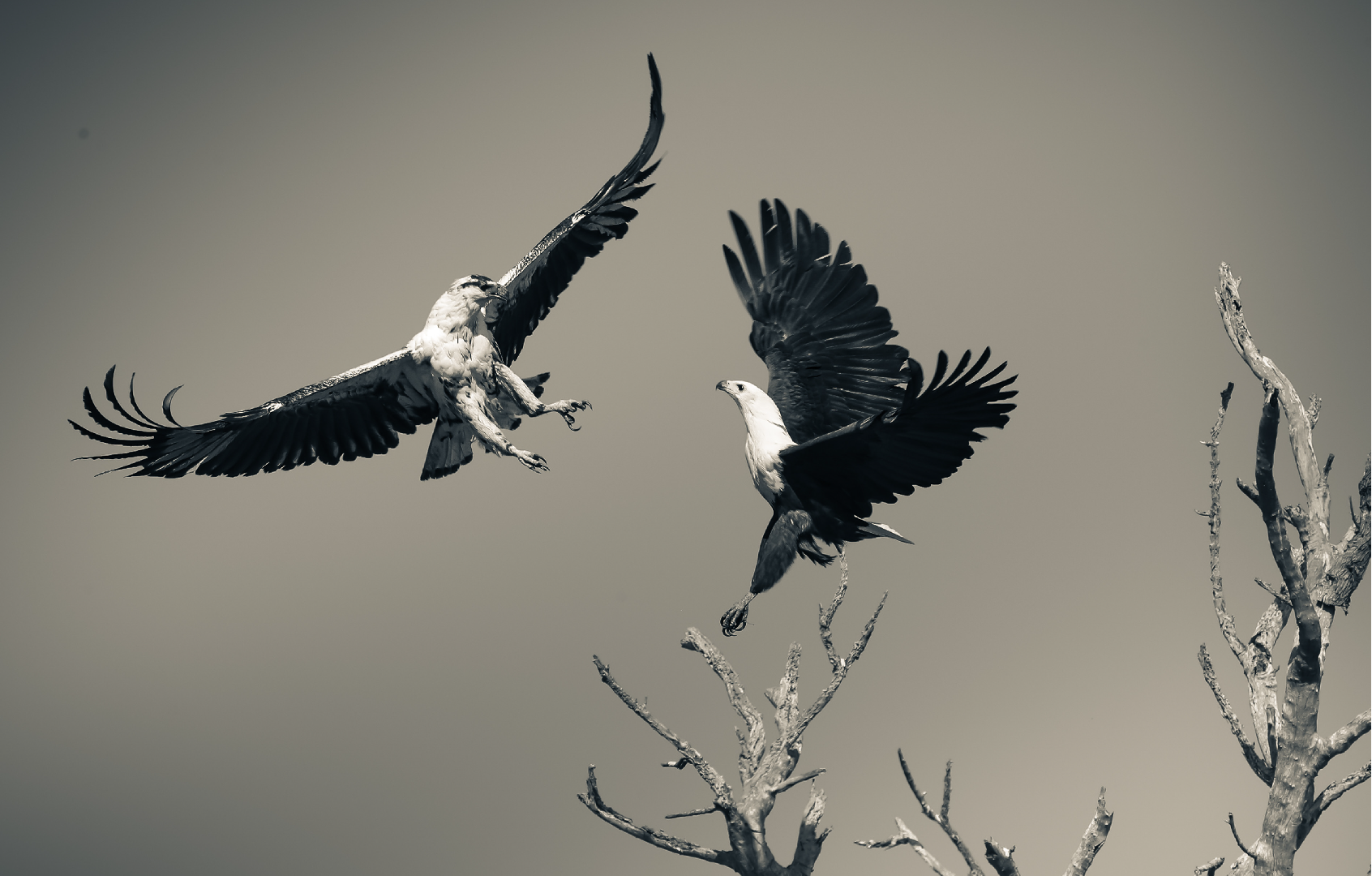 Flight of Power