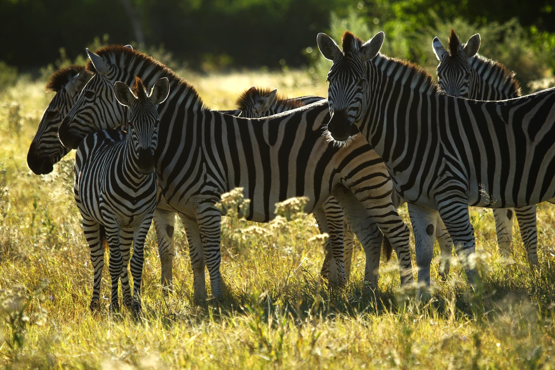 Backlit zebra herd standing in golden grass