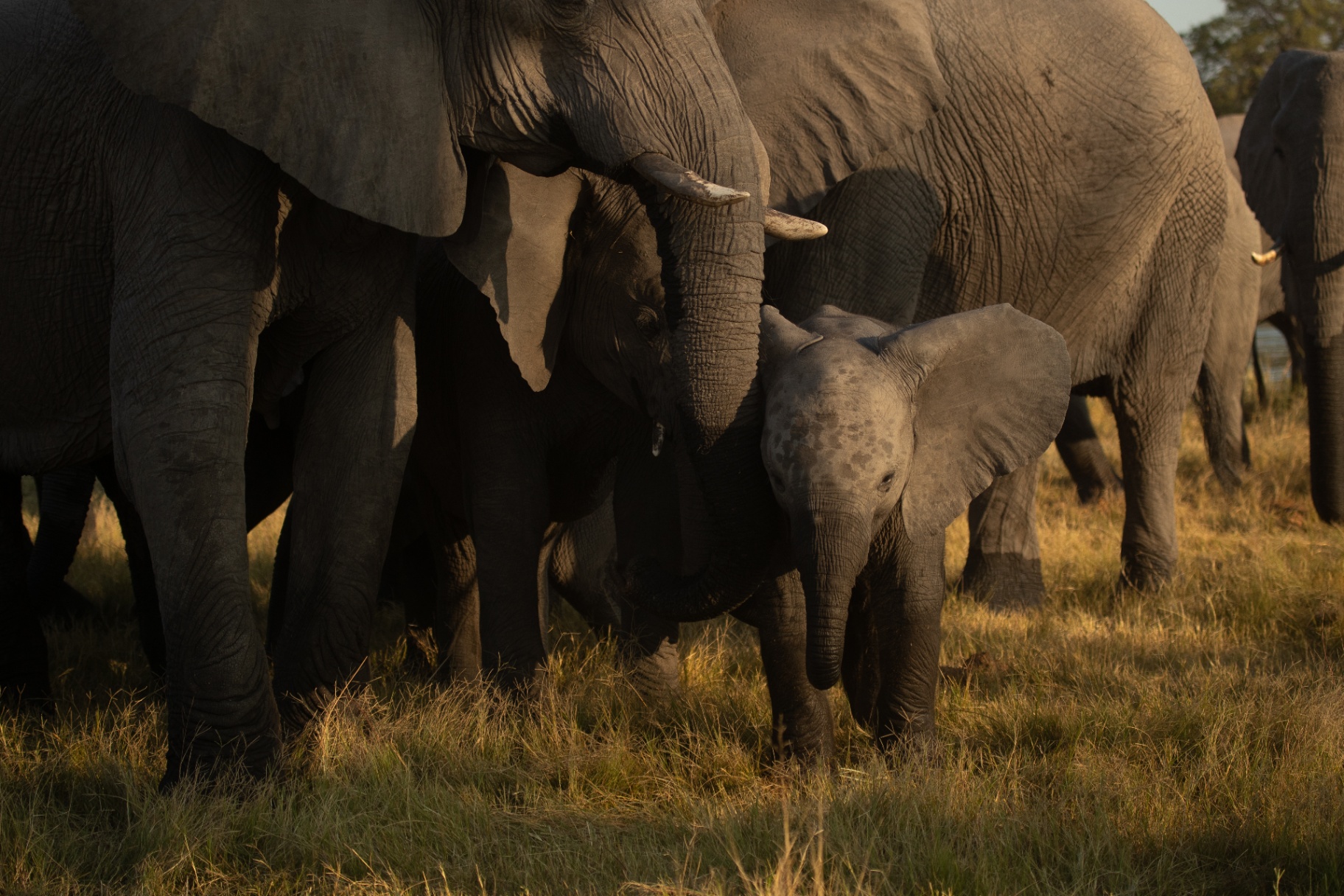 Elephant herd at close range