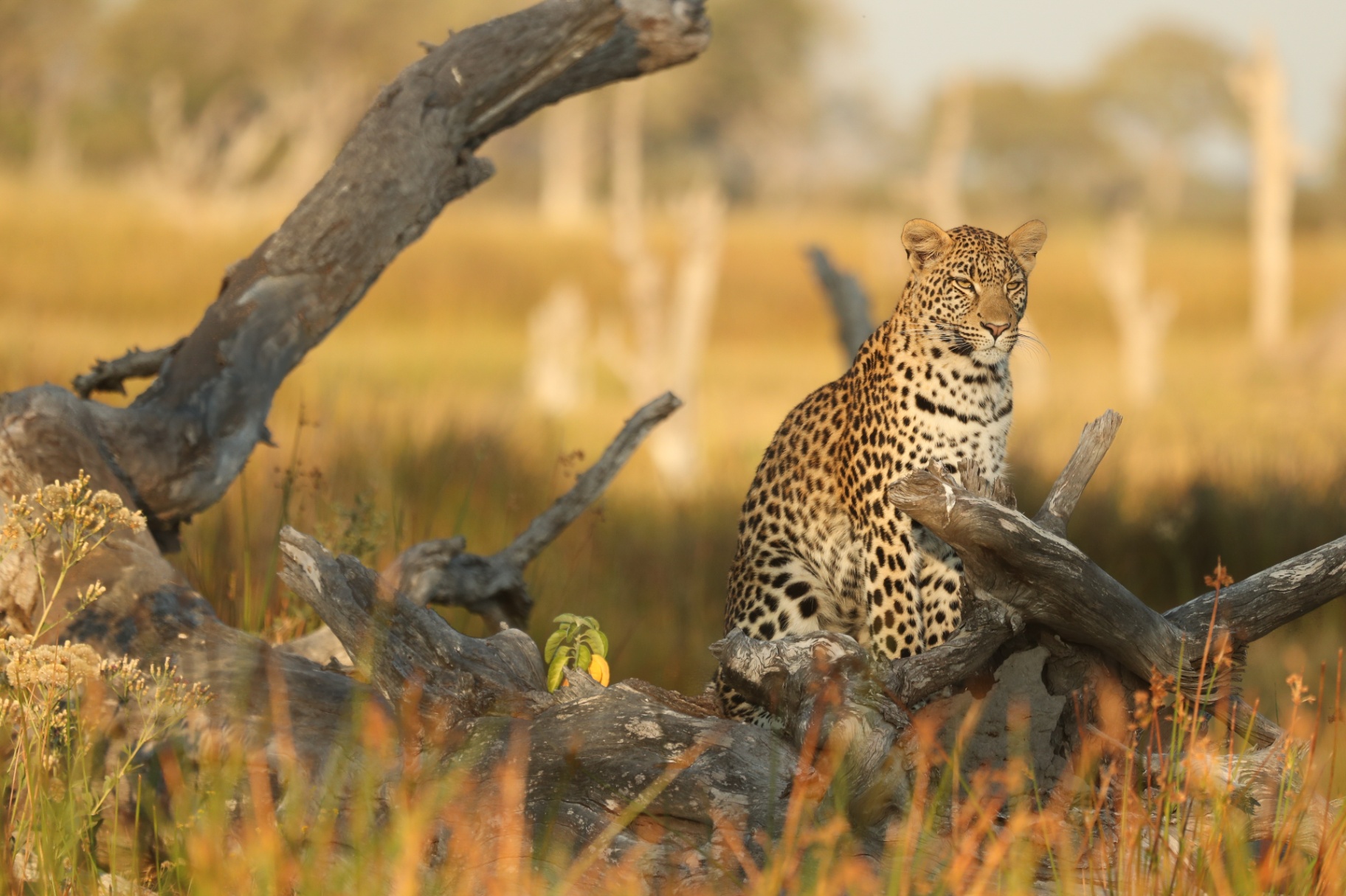 Leopard resting on deadwood