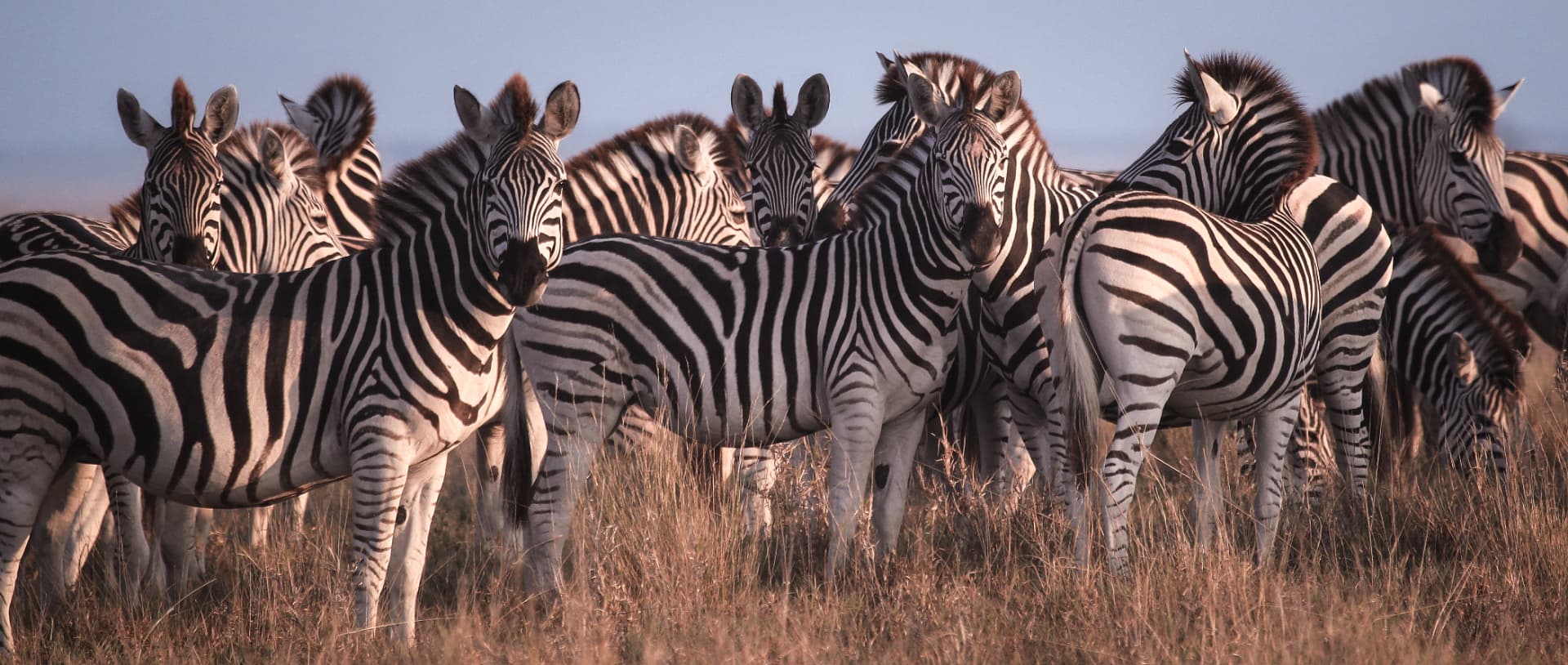 Small herd of zebra standing in tall grass