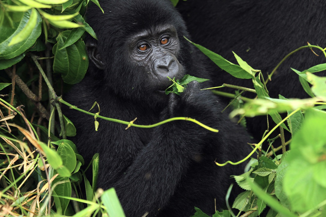 Young mountain gorilla feeding on fresh leaves in Bwindi
