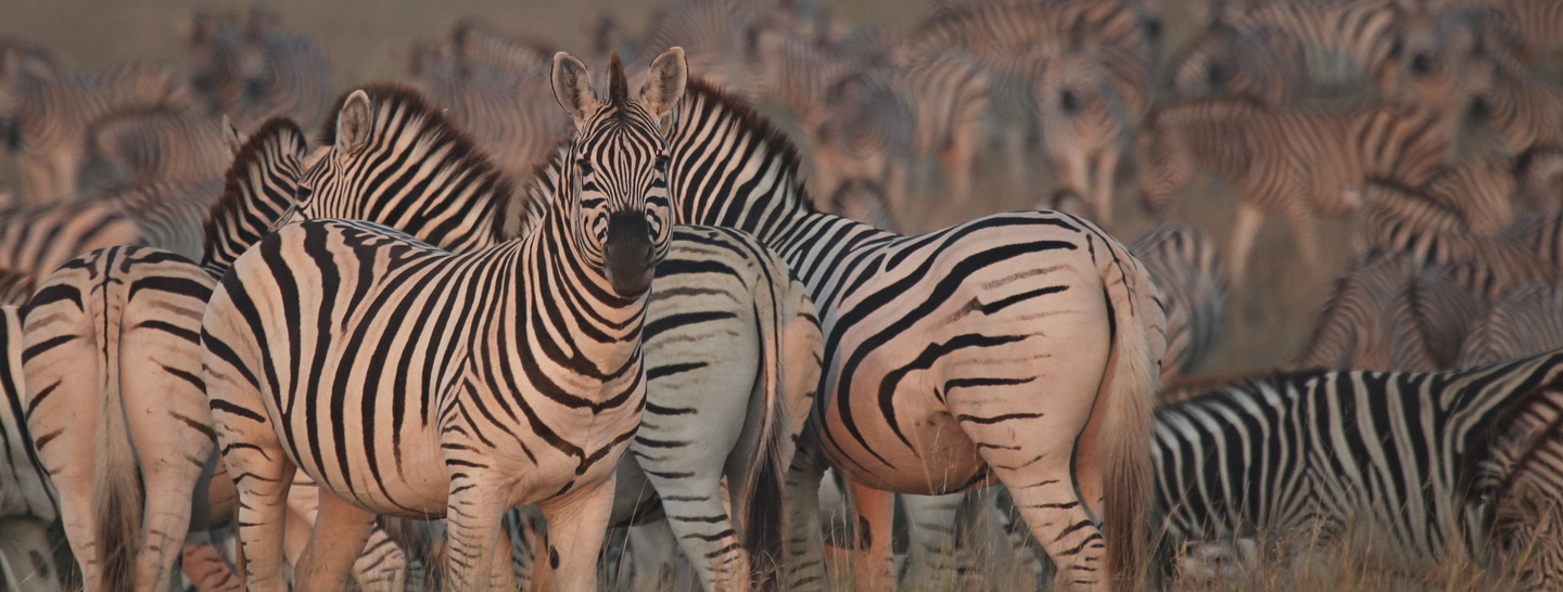 Zebra across the pans