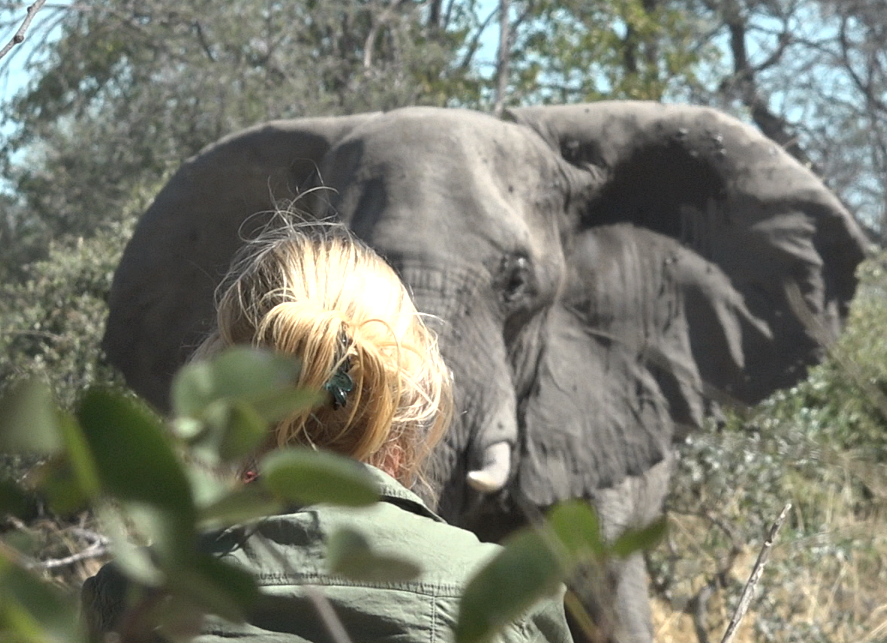 Jytte quietly observing an elephant in the bush