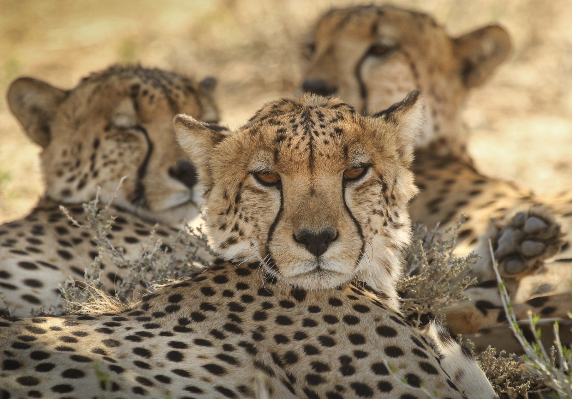 Cheetah trio at rest