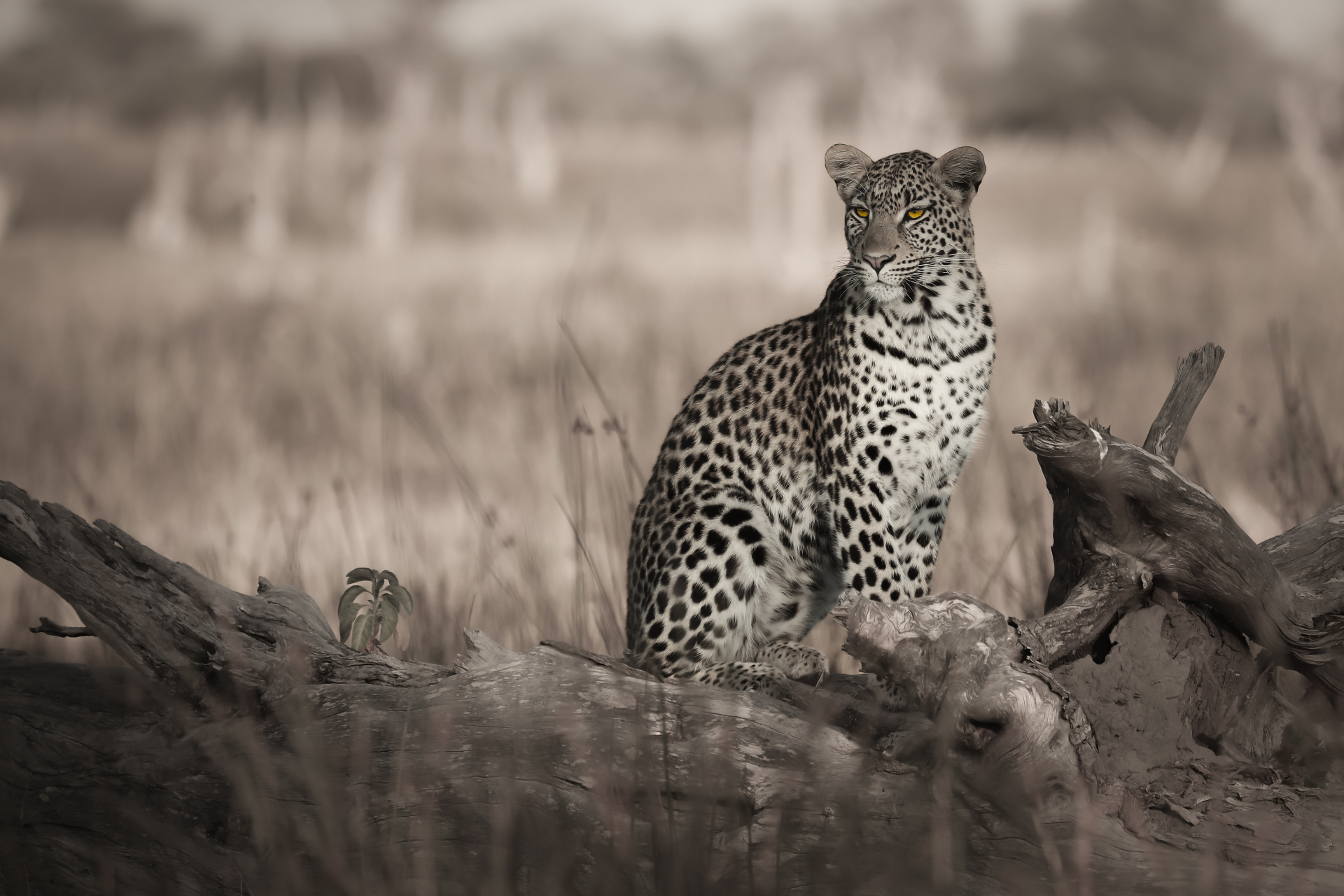 Leopard Magic