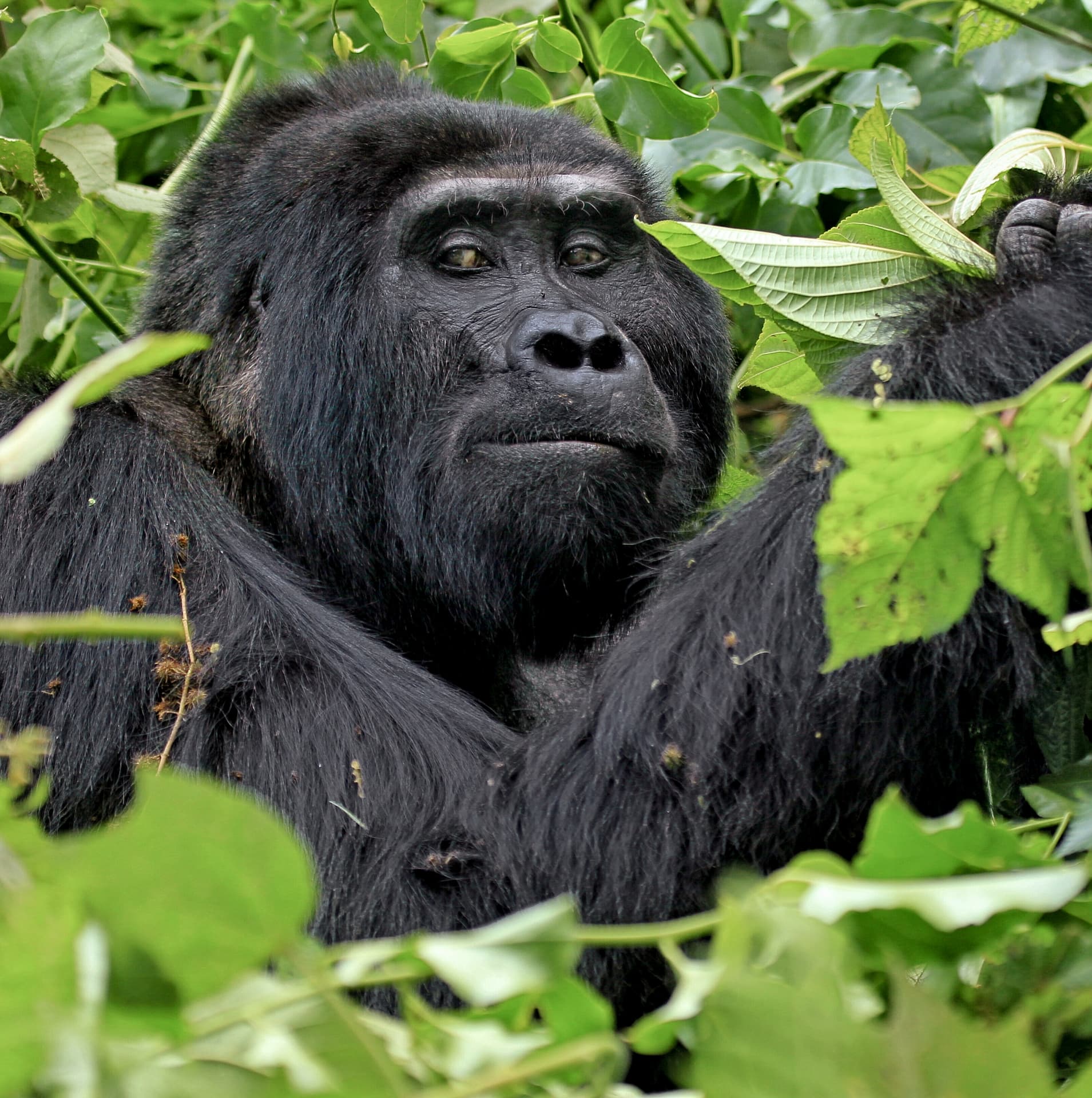 Mountain gorilla resting among the foliage of Bwindi