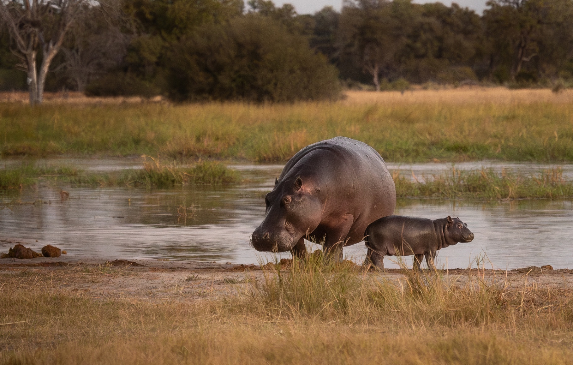 Hippo with calf in afternoon light