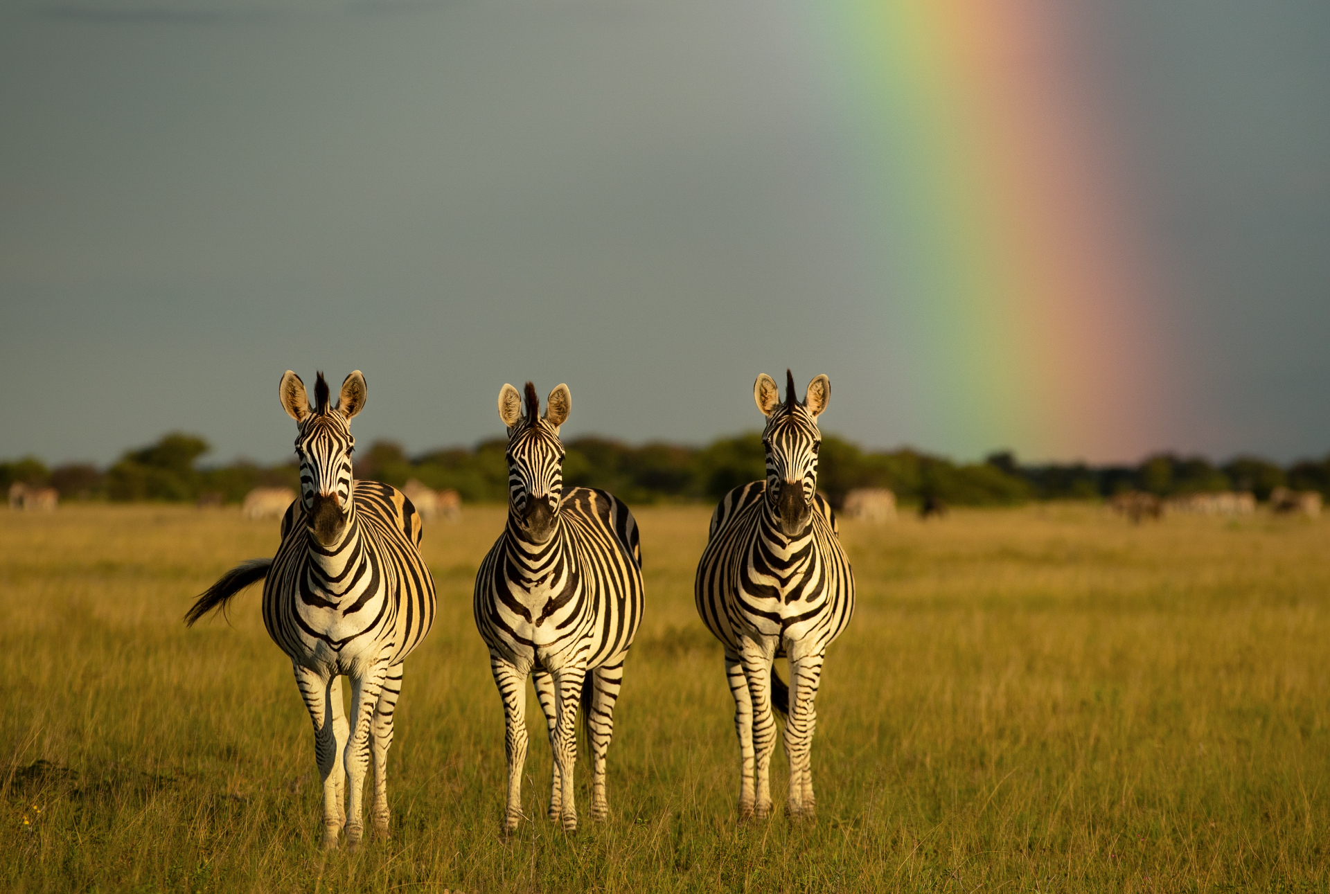 Zebras beneath a rainbow