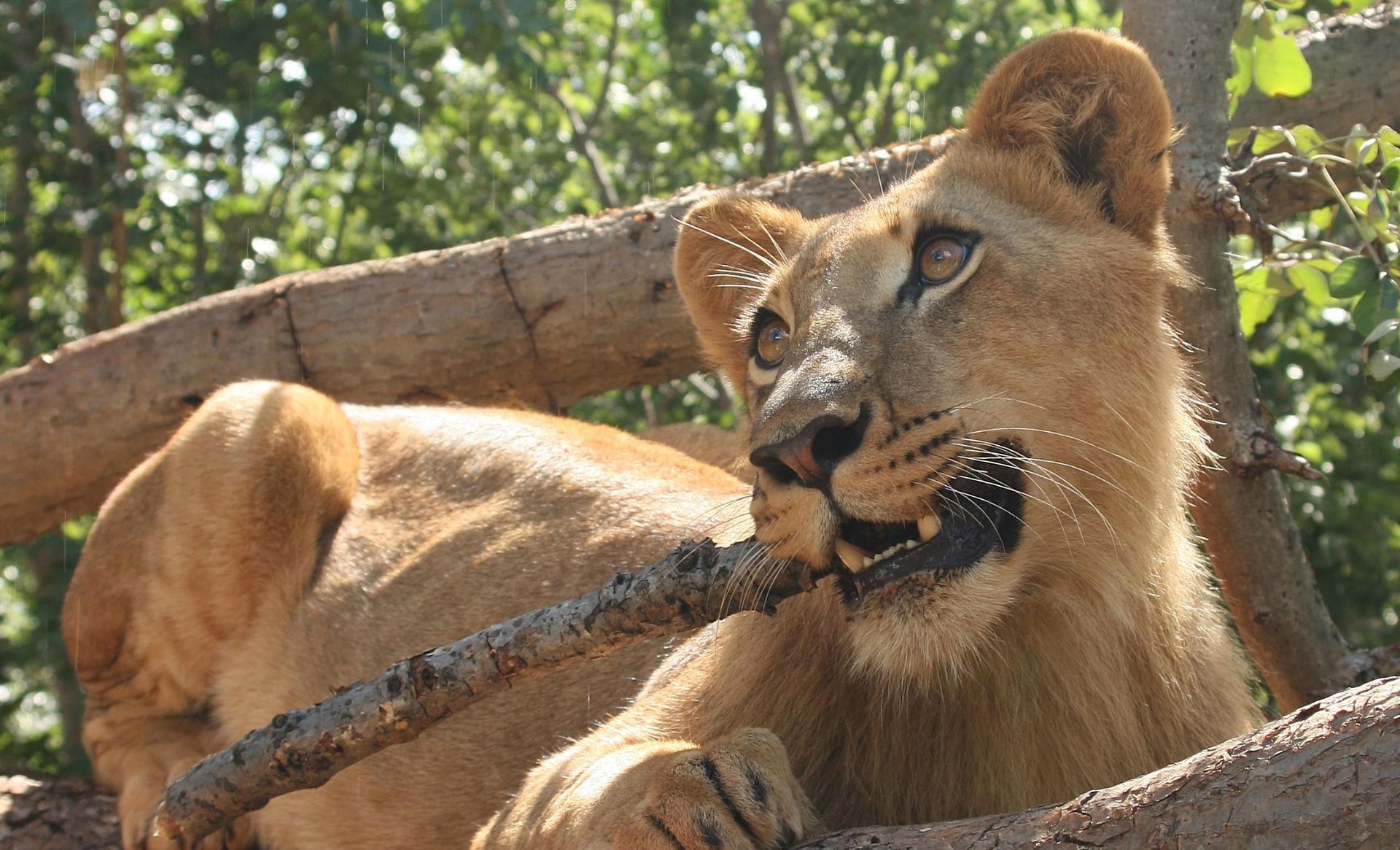 Young lion chewing on a branch in the shade of a tree, Queen Elizabeth National Park