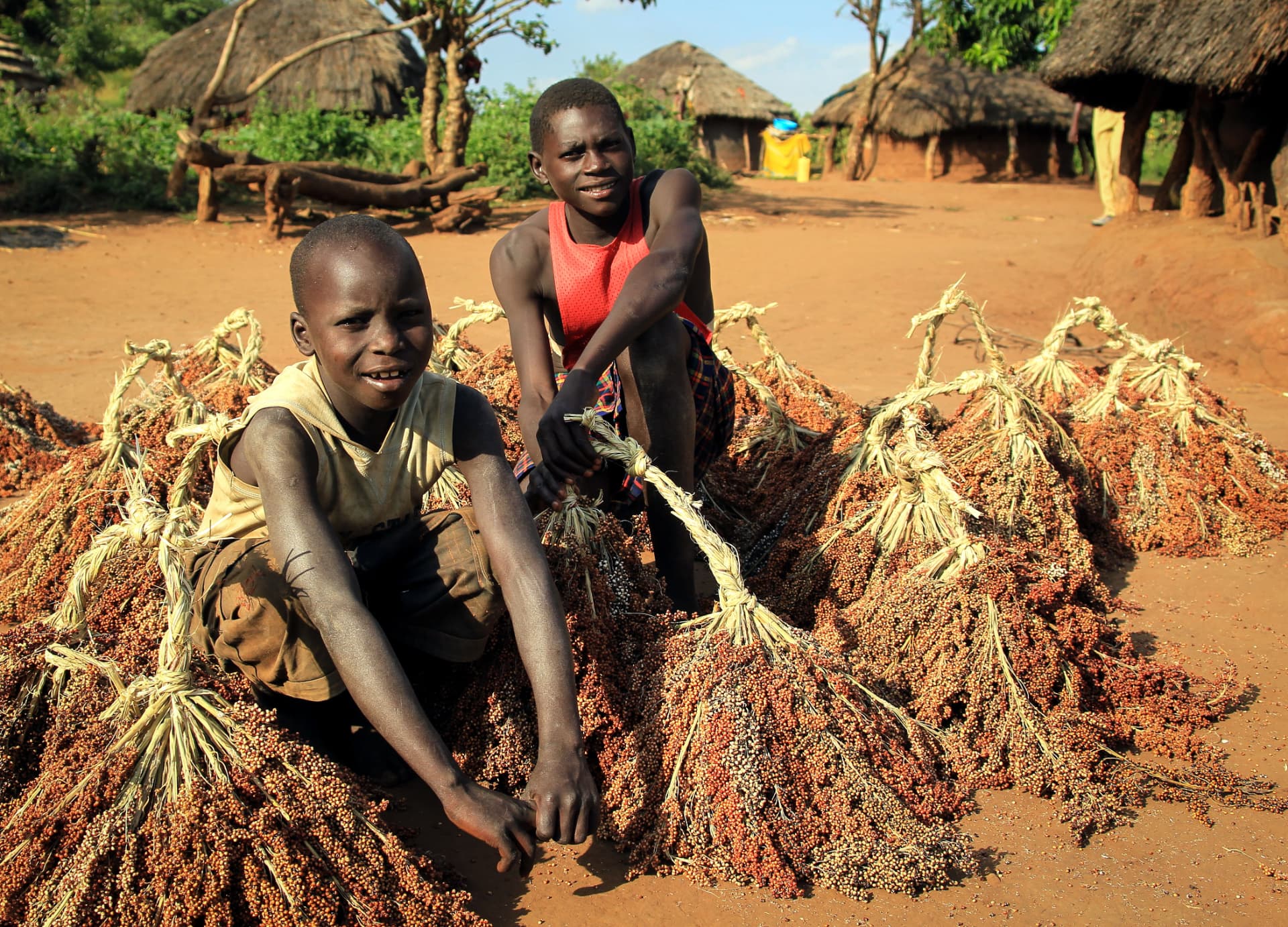 Boys bundling sorghum grass in a Lurukul village