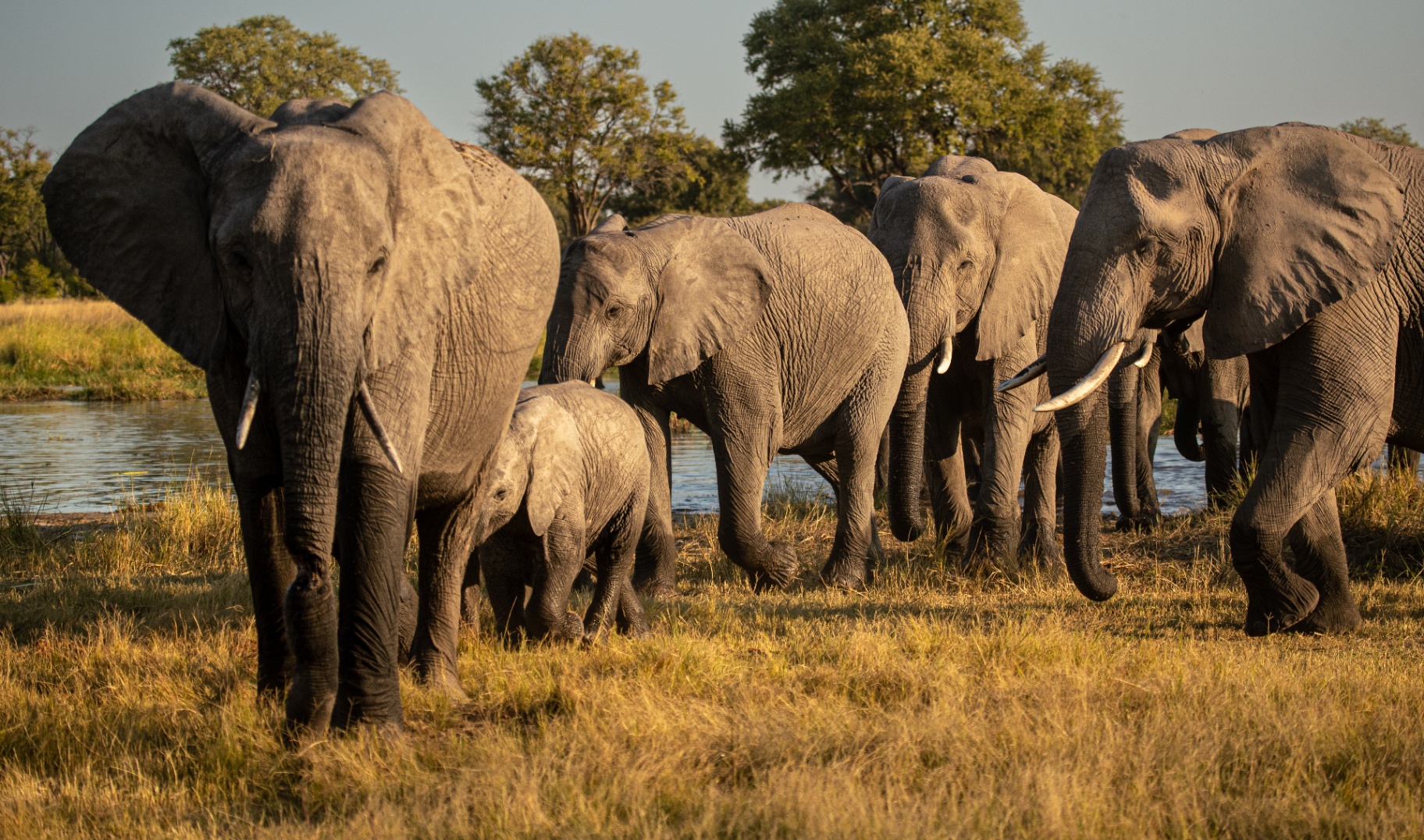 Elephant herd in the afternoon light