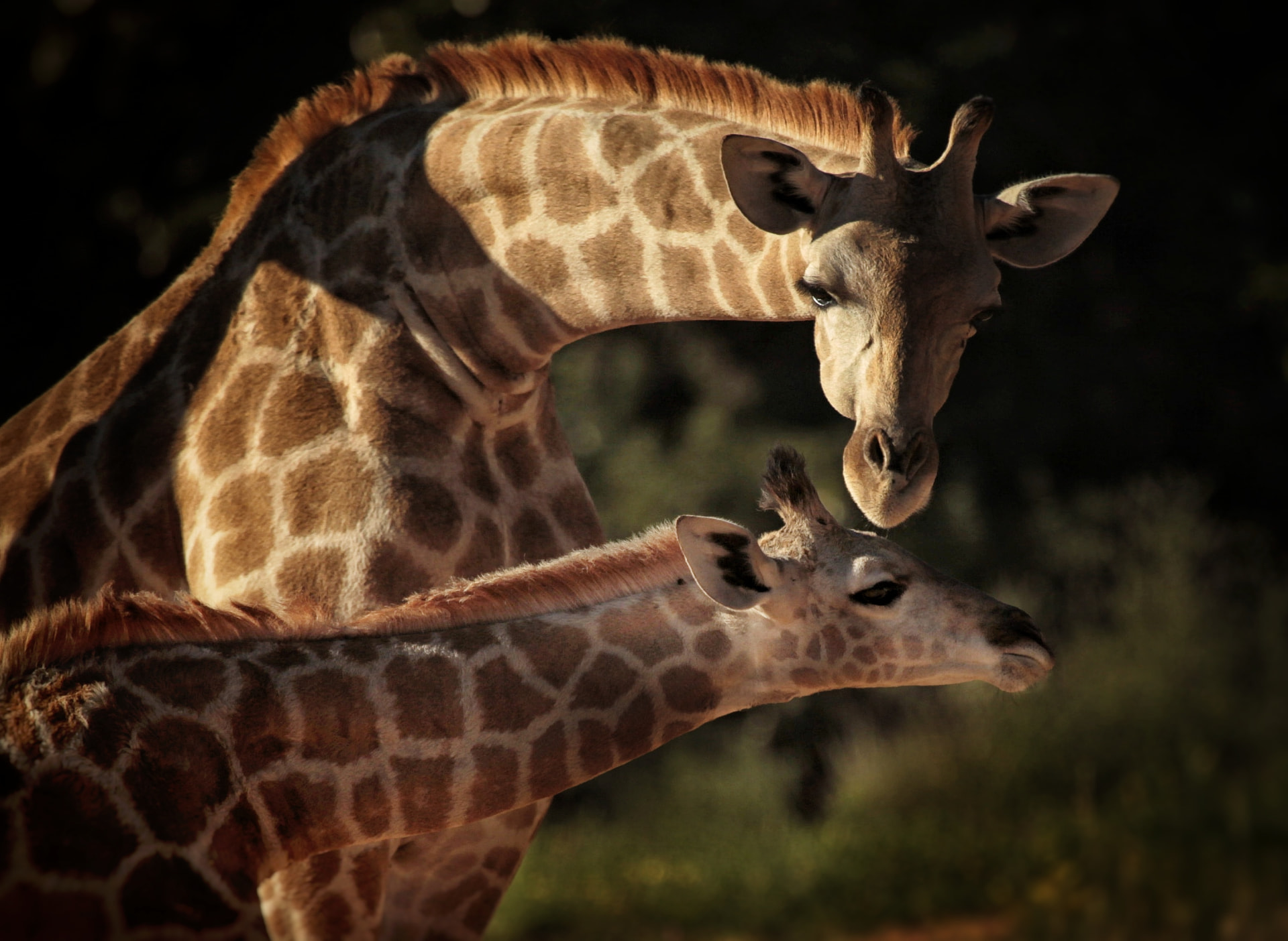 Giraffe mother lowering her head to her calf in warm evening light