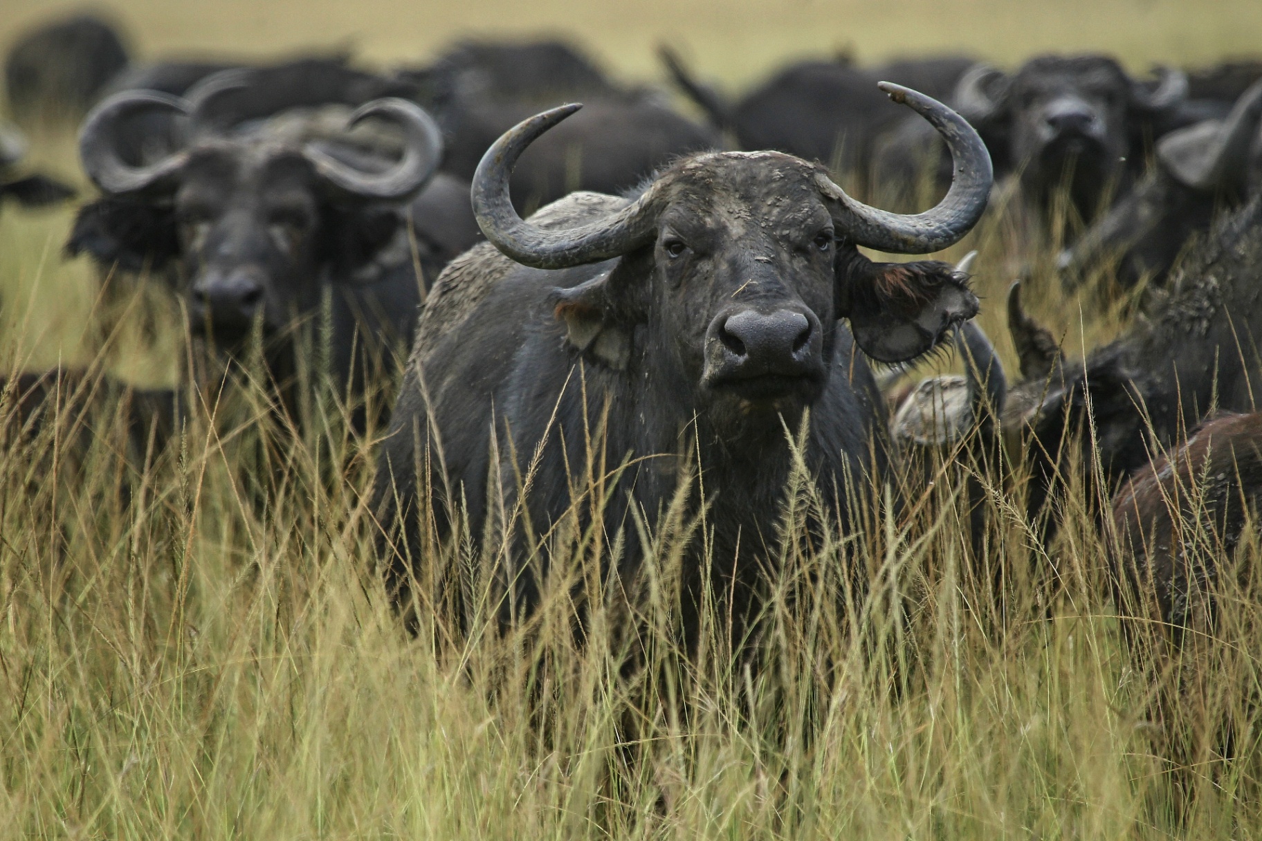 Buffalo herd in the tall grass