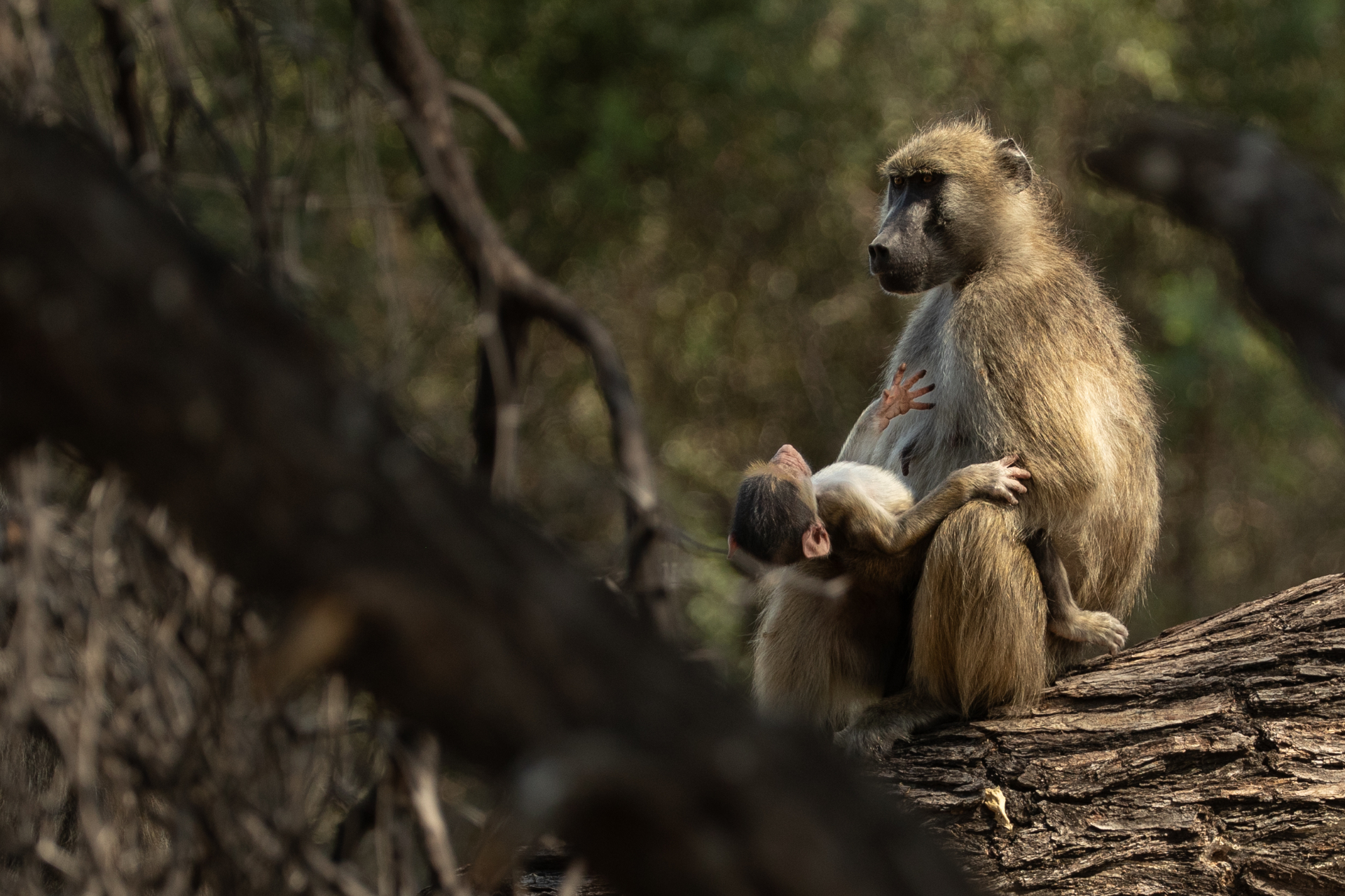 Baboon mother and baby in the Okavango Delta
