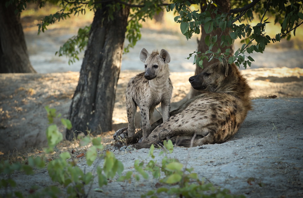 Hyena mother and cub