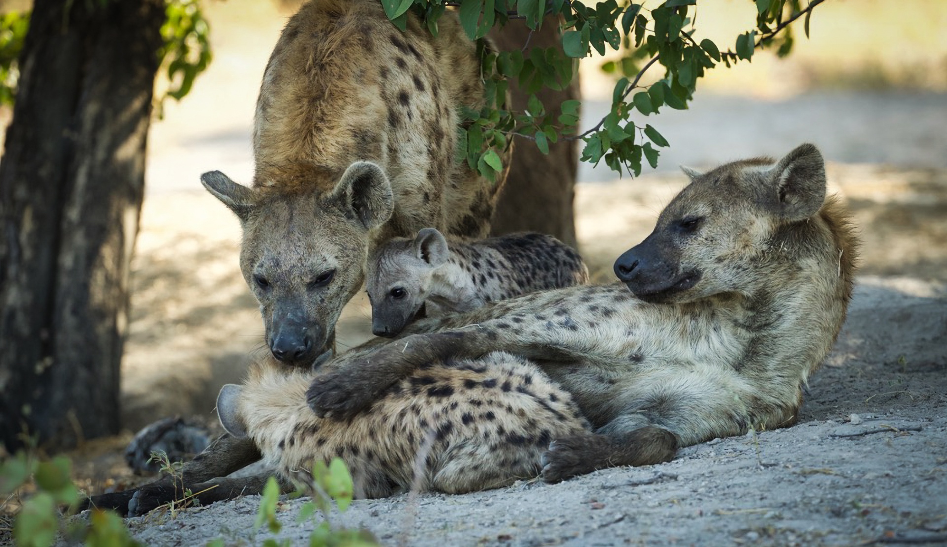 Hyena family in the shade