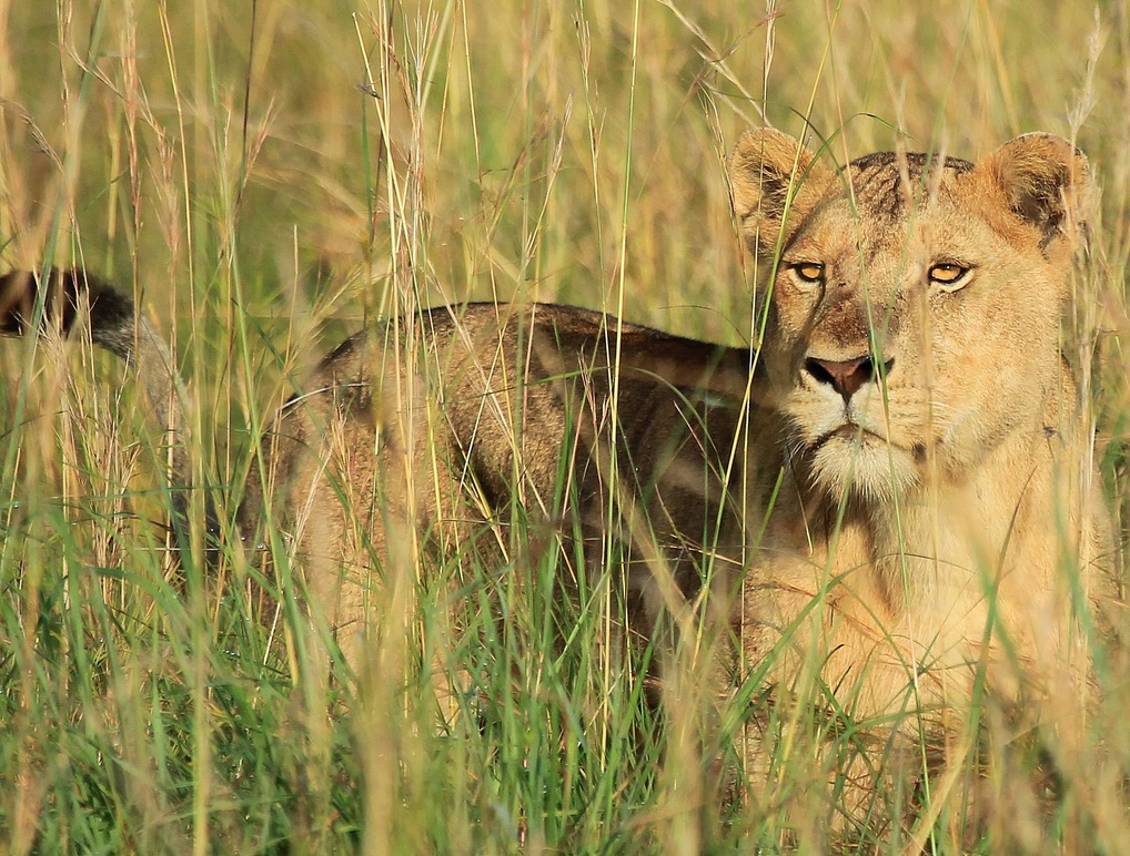A lioness watching through tall golden grass in Uganda