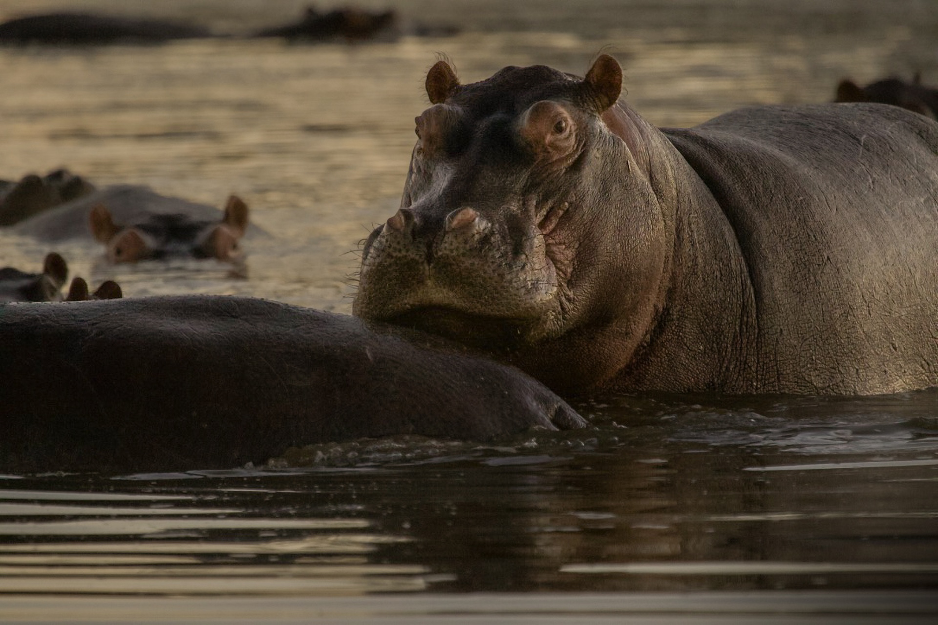 Hippos at dawn