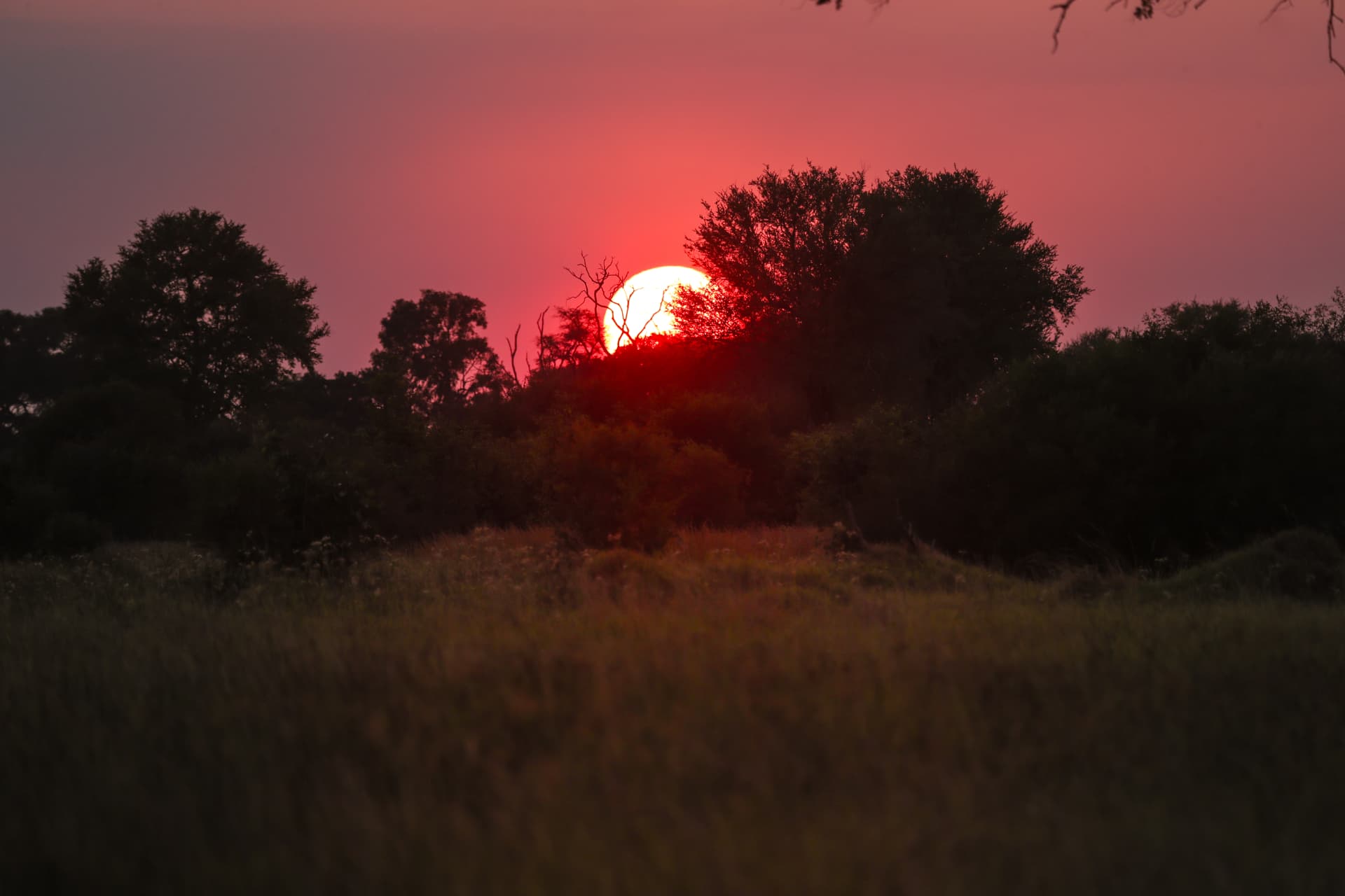 Red sun setting behind the bush