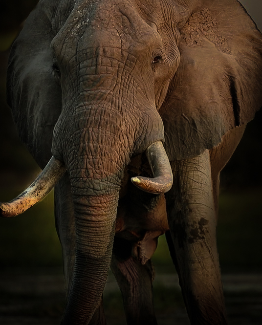 Elephant bull in the setting sun